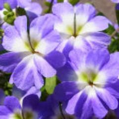 suwamidori's profile picture. 関西出身．趣味は園芸・自然観察・散歩・読書．南米原産・トロパエオルム栽培にハマっている．自生地の情報が欲しくてスペイン語をかじった事も．未知のトロパエオルムの種を入手し花を咲かせるのが夢．
静かで緑豊かなところが好き．冬場を除き大阪・蓼科を行ったり来たり．