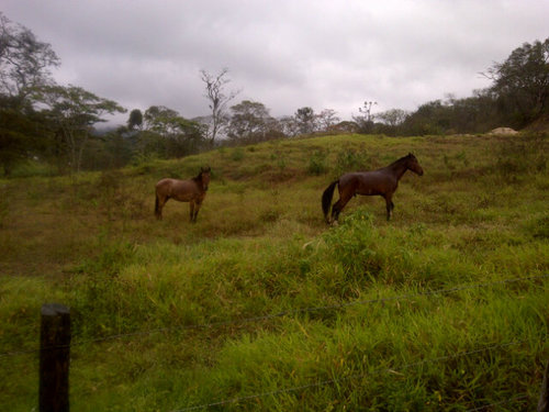 Mi Finca, Rubio