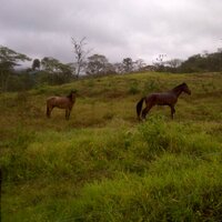 rogelio a perez (@rogelioperez01) 's Twitter Profile