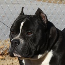 Silverbackbulli's profile picture. #teamsilverbackbullie's #heavyD #SILVERBACKSHEFFE # #HarlemkennelsDONDIVA #MZMEGAMIND #SILVERBACKSMZMOLLY #SILVERBACKSKIMKARDASHIAN #SILVERBACKSWEGOTCHACOOKIES