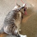 Phyllis Whitten - @pwwhitten_c - Twitter