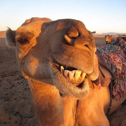 CUConfessions_'s profile picture. Submit confessions anonymously at http://t.co/UaYeiT9Jbc . Not affiliated with Campbell University.