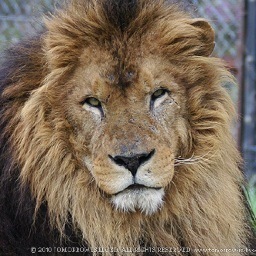 ライオン丸 Lion Nu Twitter