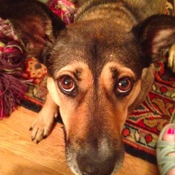 LizRiceSosne's profile picture. Old, crafty, stylish, poet, takes no BS nor prisoners, cares for veterans and advocates for the LGBT community.  Related to crows and ravens.