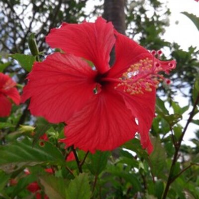 ちなみ