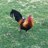 Hiroko1130's profile image