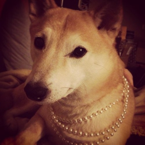 I'm a 15 year old Shiba Inu from the Chicago area. Shiba Mind Control is my specialty. You can also call me Gokai Puppy.