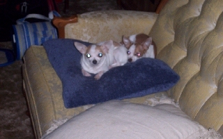 kristinbrianne's profile picture. A AL deal blogger married to my better 1/2, building a blog that hopes 2 be your 1-stop-shop 4 all things related to couponing and bargains!