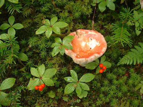 植物細胞の分化の可塑性について研究しています。キノコも好きです。あと赤提灯で焼き鳥つまみにちょっと一杯、も好きです。「大人のための生物学の教科書」（講談社ブルーバックス/共著）