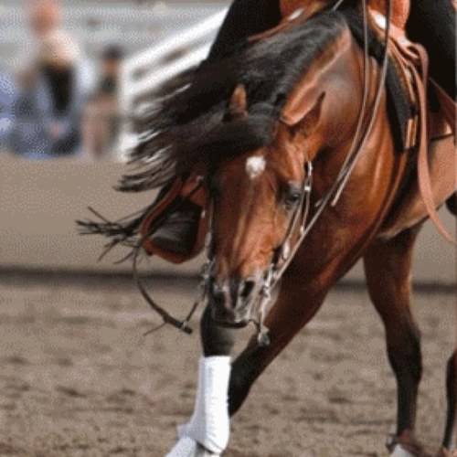Reining