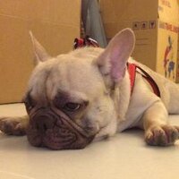 Justice The Dog (@justice_thedog) 's Twitter Profile