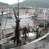 Eric Gilman (@gilman_bycatch) 's Twitter Profile