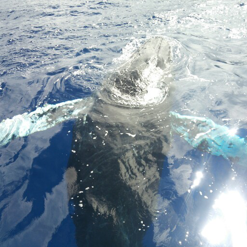 小笠原諸島父島に住んで32年経ちました。小笠原の自然をつぶやいてみましょうか。ダイビングボートの女性キャプテンです。小笠原の自然をモチーフに手拭い作ってます。