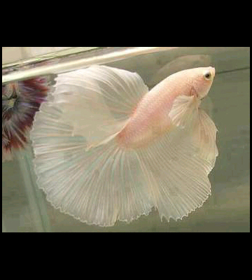 GANDAPurnama66's profile picture. 