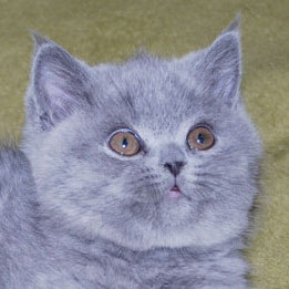 softpawscattery's profile picture. British Shorthair breeder