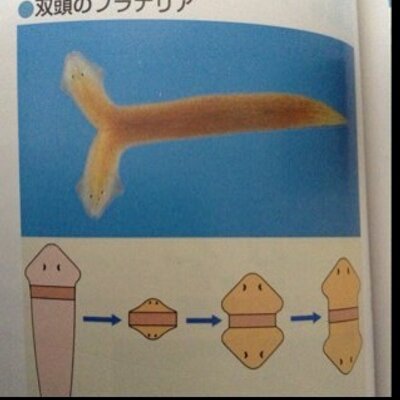 ぷらなりあ系女子 小並感 Planarianus Twitter ぷらなりあ系女子 小並感 Planarianus Twitter