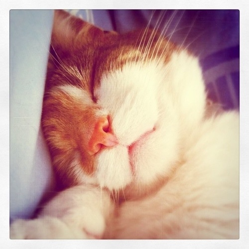 Eat & Sleep not necessarily in that order. Living the rent free dream. Scared of most household appliances. Self cleaning.