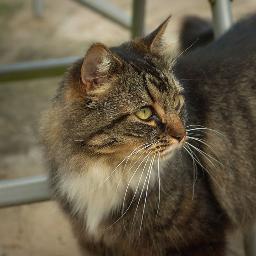 hello my name is other cat or cat for short