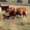 Johan Kruger - @steynsdraai - Twitter