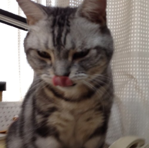 tomosuke1988's profile picture. 