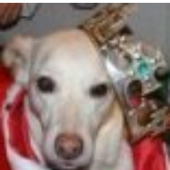 A_Puppy_To_Love's profile picture. If You own a Pet, then Join. If You don't have a Pet, but love Pets, Then Join. If You Want a Pet, Then Join, If You want to be updated about Pets, Then Join!!