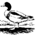 Teesmouth Bird Club (@teesmouthbc) Twitter profile photo Teesmouth Bird Club (@teesmouthbc) Twitter profile photo