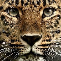 Co-Founder Reeldata, Inc., Editor 30 years, Software Developer, Technology Evangelist Big Data in Media