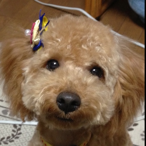 atsushitoshun's profile picture. 音楽もフィギュアスケートも歌舞伎も読書も大好きです。