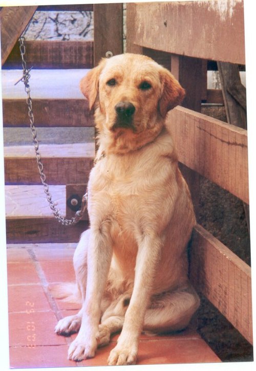 jniltonsantanna's profile picture. 