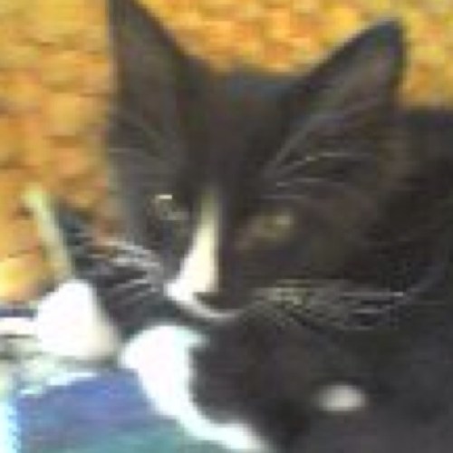 tobifel's profile picture. 