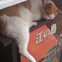 ぶちえもん🐈‍⬛🐾 (@kazuuuuun29) 's Twitter Profile Photo