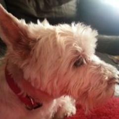 hi i'm James i'm a celtic fc fan and i love football  i have a dog called lenny and a hamster called charly.
