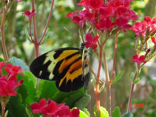 xupetinha156's profile picture. 