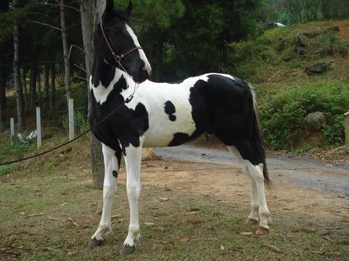 criador de mangalarga pampa