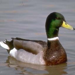 just some ducks livin under tyranny