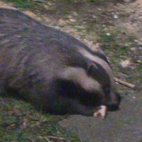 Dafydd Meles (@daf_ar_hughes) Twitter profile photo