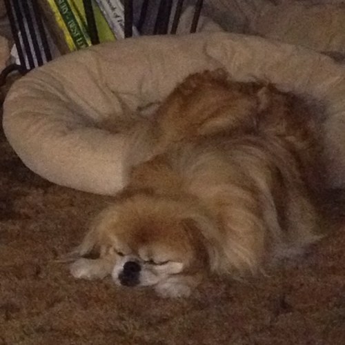 nanasnook11's profile picture. 