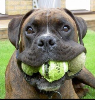 nigelfox17's profile picture. 