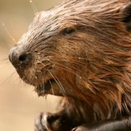 Senterautistane's profile picture. Jobber for faktaopplysning i alle fora og sammenhenger.