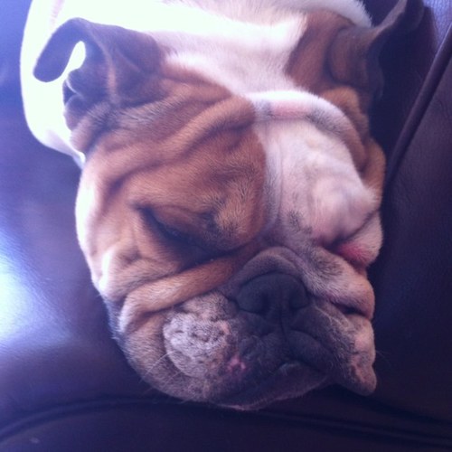 turtlecoder17's profile picture. Loves minecraft and is MLG!