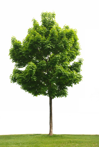 what trees think
