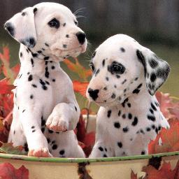 Dog Puppies Picture #Pinterest Source Daily Update
