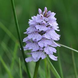 RxNature's profile picture. The Natural Heritage of Rhayader and its Surrounding Area