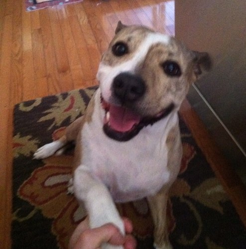 Just living the doggy dream baby! Im the nicest pitbull you'll ever meet!