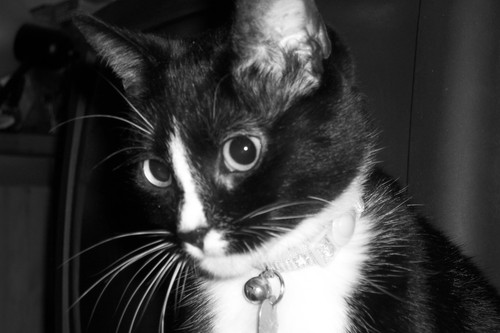 twilightlinda's profile picture. 