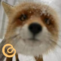 FurrowedFox Profile Picture