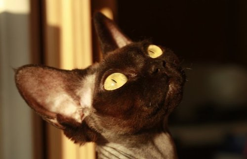 DEVONREXcz's profile picture. PL*ATINIUM is a devon rex cattery with residence in Prague, Czech Republic. We are members of Fédération Internationale Féline, Felis Polonia and SMK Jedynka.