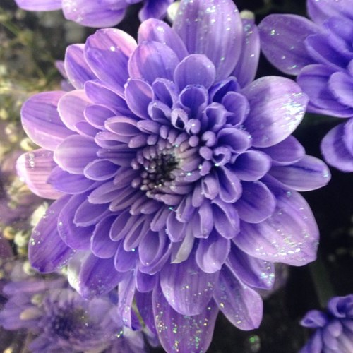 趣味はお花🌸仕事もお花🌸