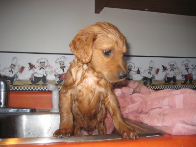 commondogtrain's profile picture. Training your dog is very important and enables you to have a great relationship with your pet. Training starts on day 1 and continues every day of their lives.