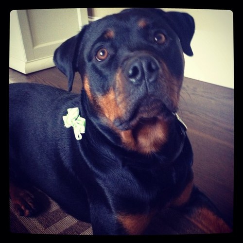 CarleenNaomi's profile picture. 